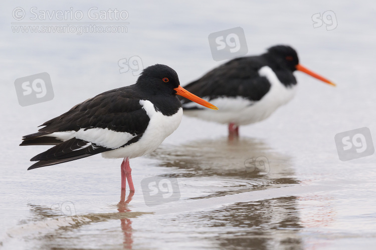 Eurasian Oystercatcher, two adults standing on the water