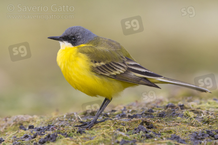 Yellow Wagtail, side view of an adult male standing on the ground