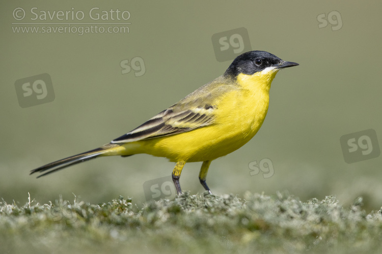 Yellow Wagtail