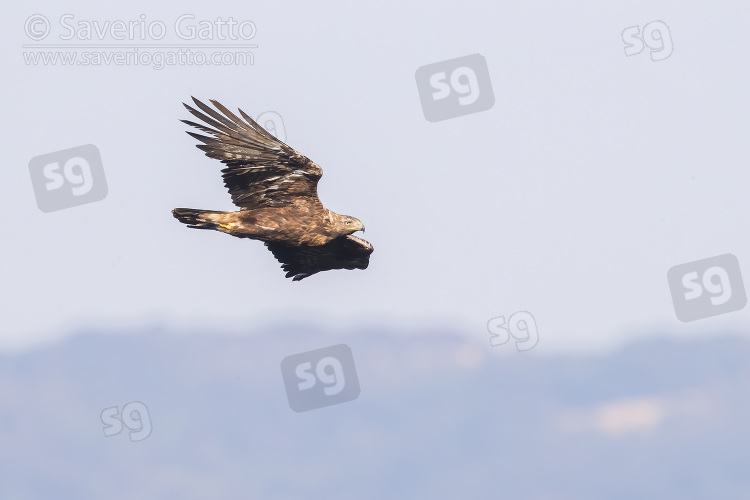 Golden Eagle, adult male in flight seen from below