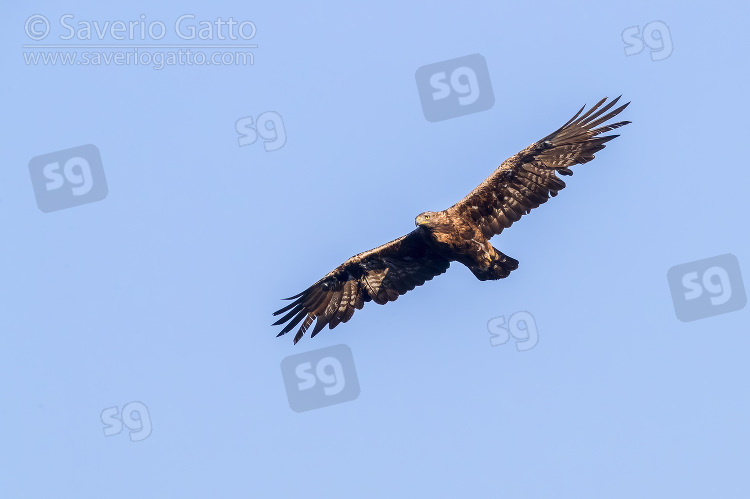 Golden Eagle, adult male in flight seen from below