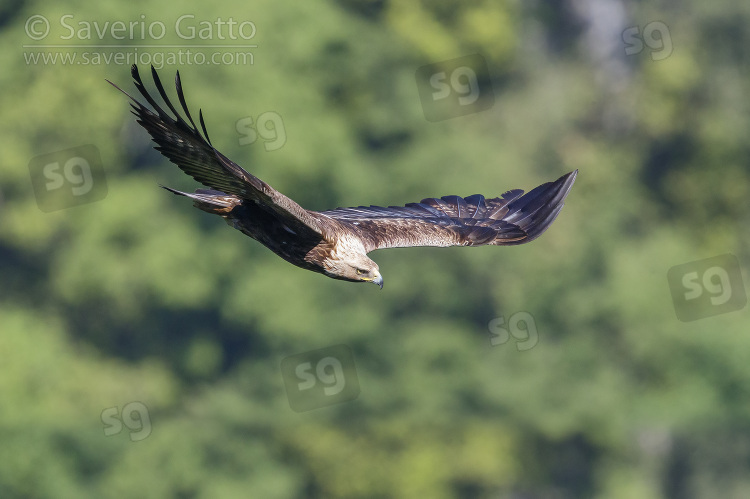 Golden Eagle, side view of an immature male in flight
