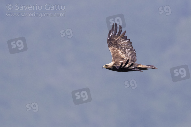 Golden Eagle, side view of an immature male in flight