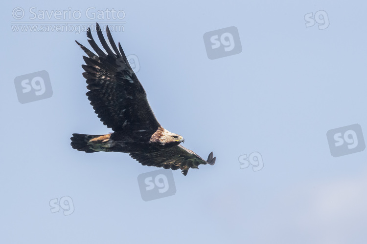 Aquila reale, maschio immaturo in volo