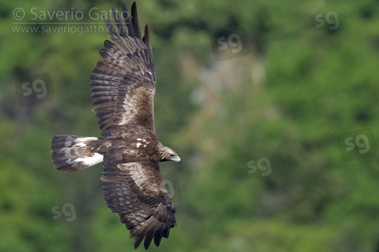 Golden Eagle, subadult male in flight seen from the above