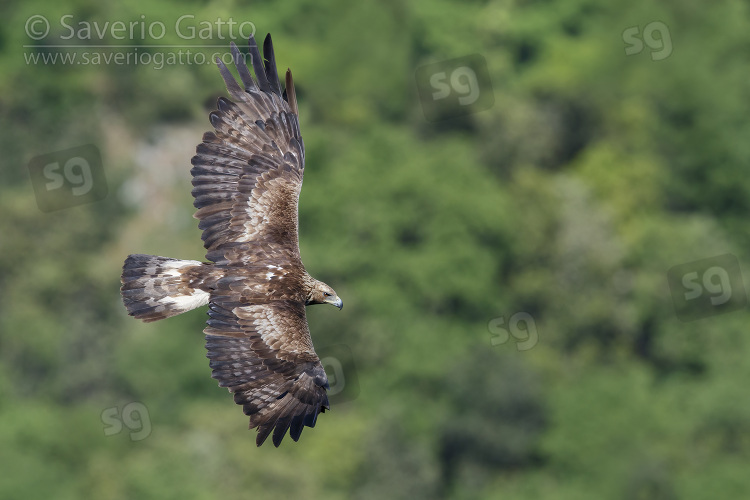 Golden Eagle, subadult male in flight seen from the above