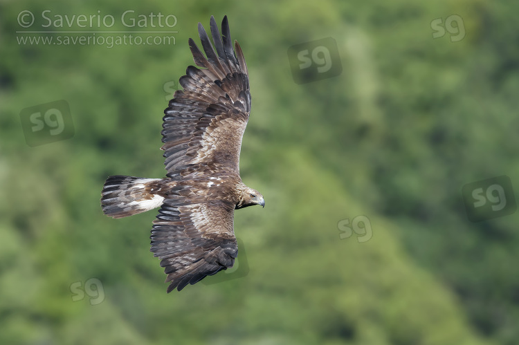 Aquila reale, maschio immaturo in volo visto dall'alto
