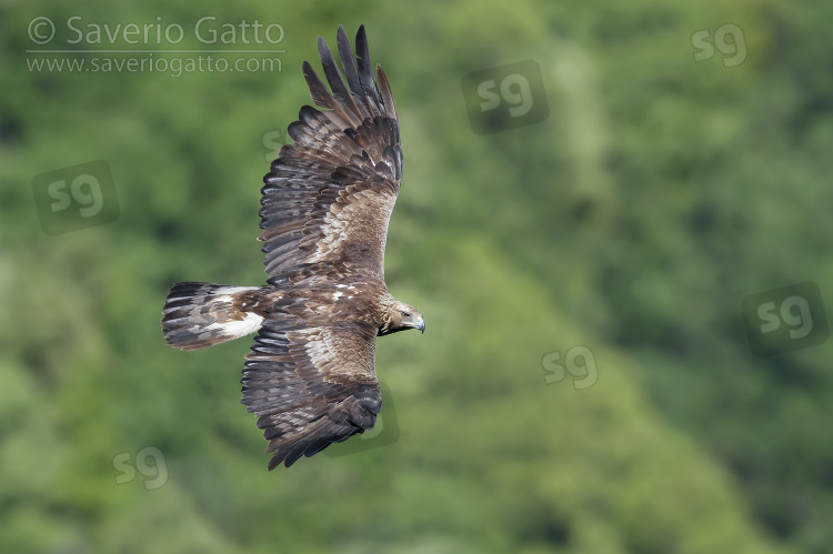 Golden Eagle, subadult male in flight seen from the above