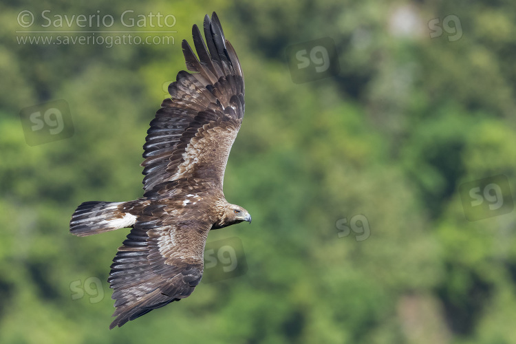 Golden Eagle, subadult male in flight seen from the above