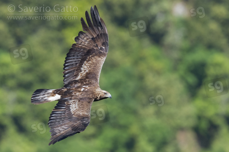 Aquila reale, maschio immaturo in volo visto dall'alto