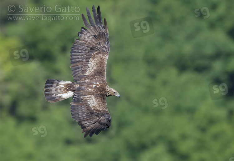 Golden Eagle, subadult male in flight seen from the above