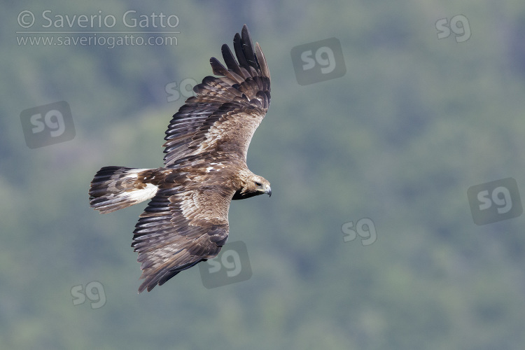 Golden Eagle, immature male in flight seen from the above