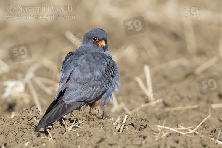 Red-footed Falcon, adult male standing on the ground