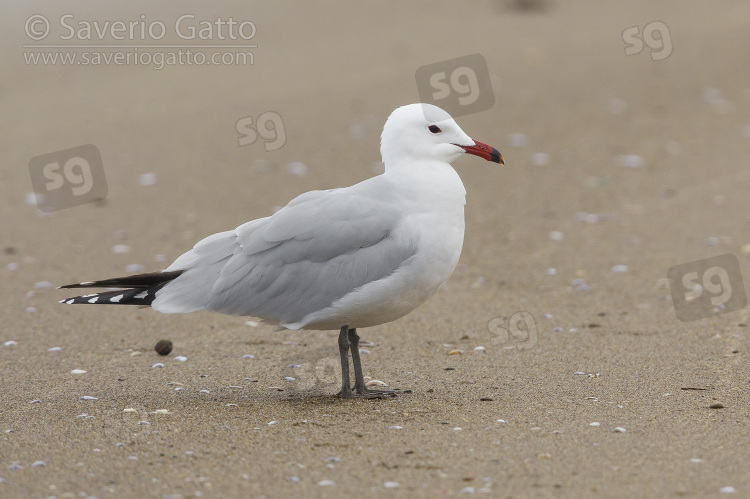 Audouin's Gull, side view of an adult standing on a beach