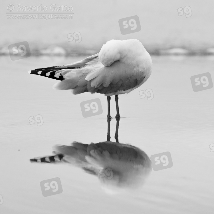 Audouin's Gull, adult preening on the shore