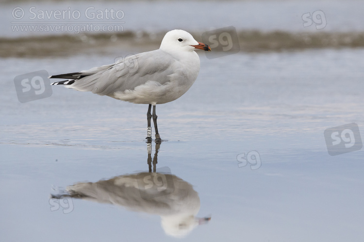 Audouin's Gull, side view of an adult standing on the shore