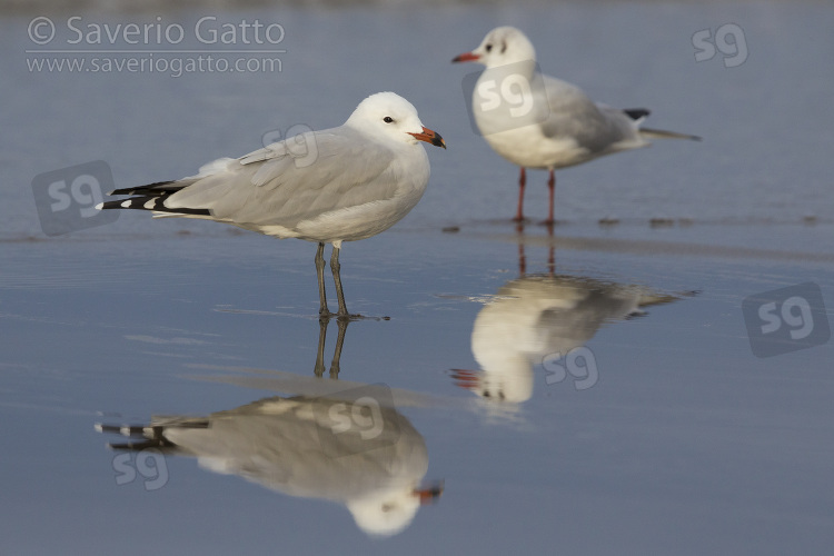 Audouin's Gull, side view of an adult standing on the shore together with a black-headed gull