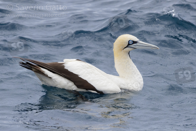 Cape Gannet, side view of an adult swimming