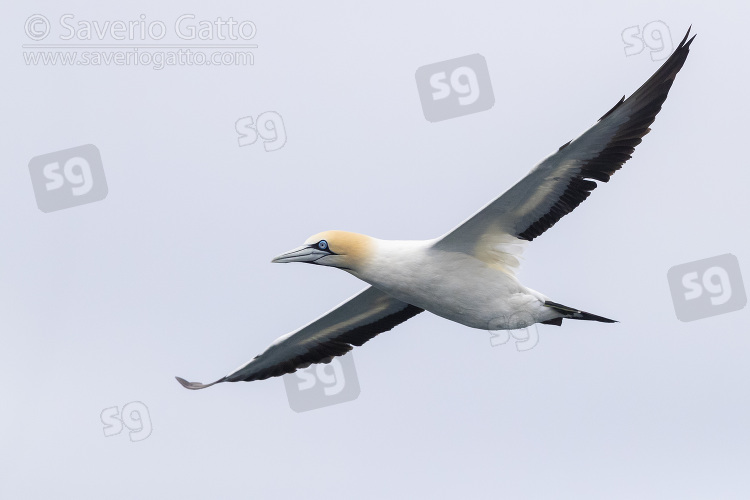 Cape Gannet