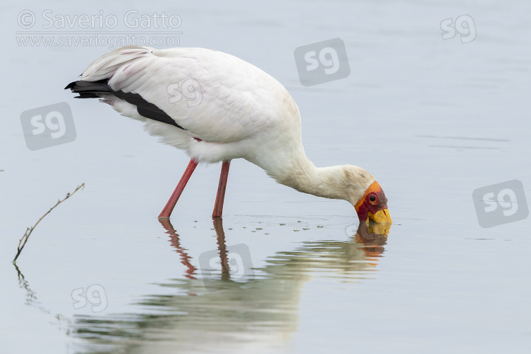 Yellow-billed Stork, adult looking for food in the water