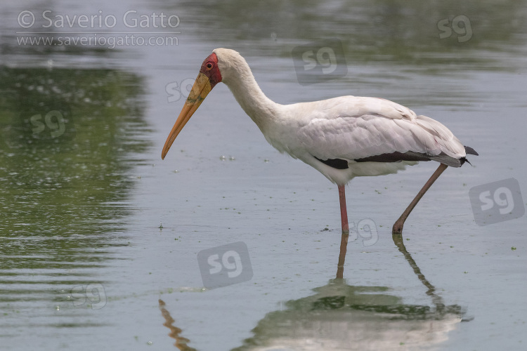 Yellow-billed Stork, side view of an adult walking in the water