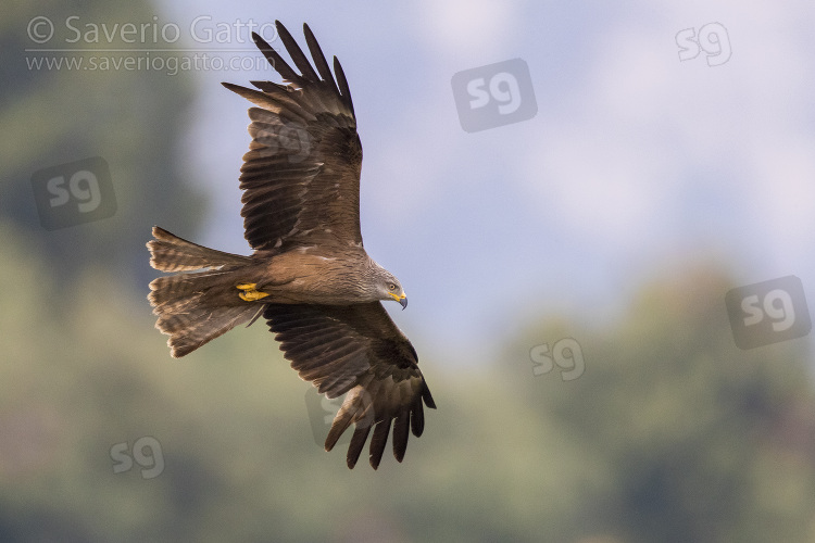 Black Kite, adult in flight seen from below