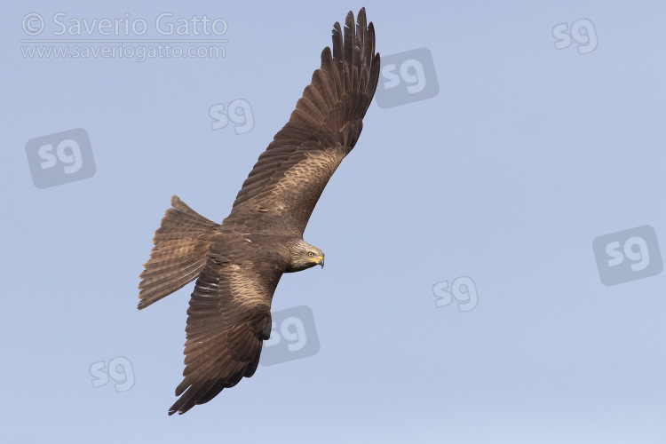 Black Kite, adult in flight seen from the above