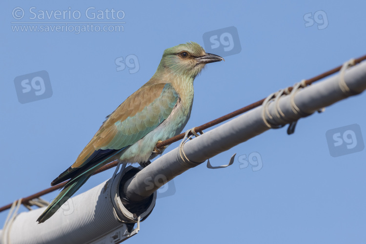 European Roller, juvenile perched on a wire