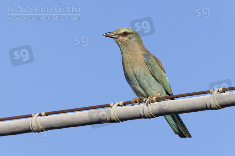 European Roller, juvenile perched on a wire