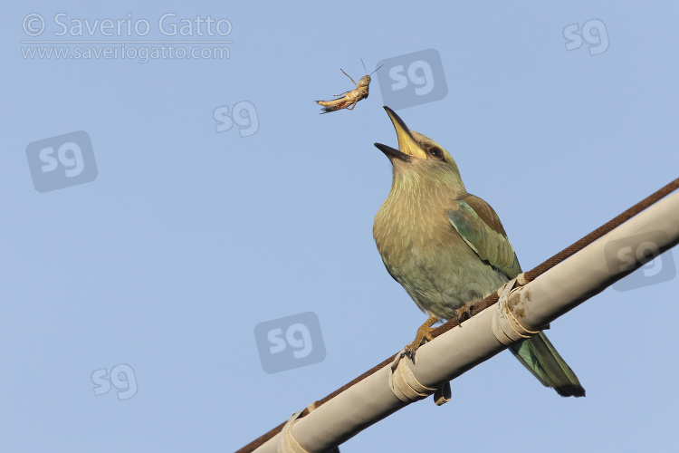 European Roller