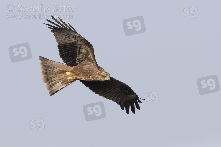 Black Kite, juvenile in flight