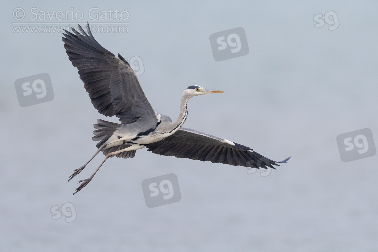 Grey Heron, adult in flight