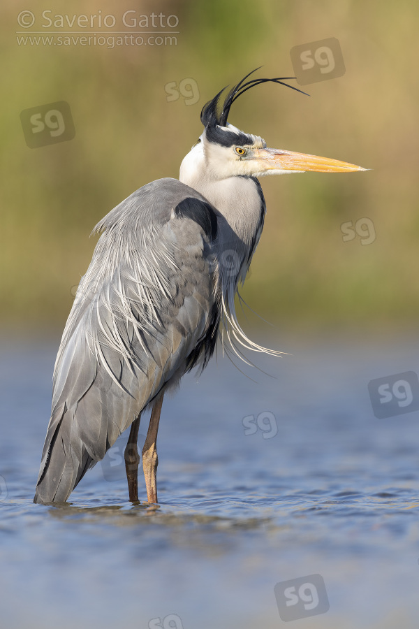 Grey Heron, side view of an adult standing in the water