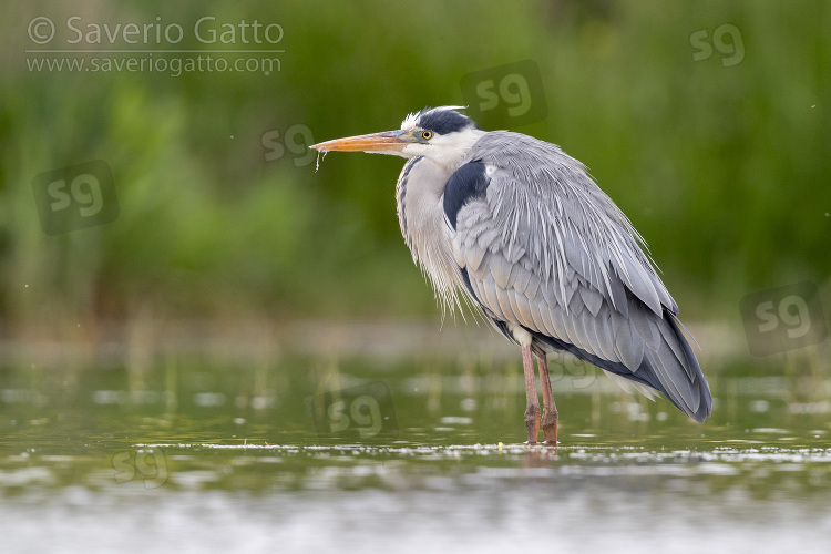 Grey Heron, side view of an adult standing in the water