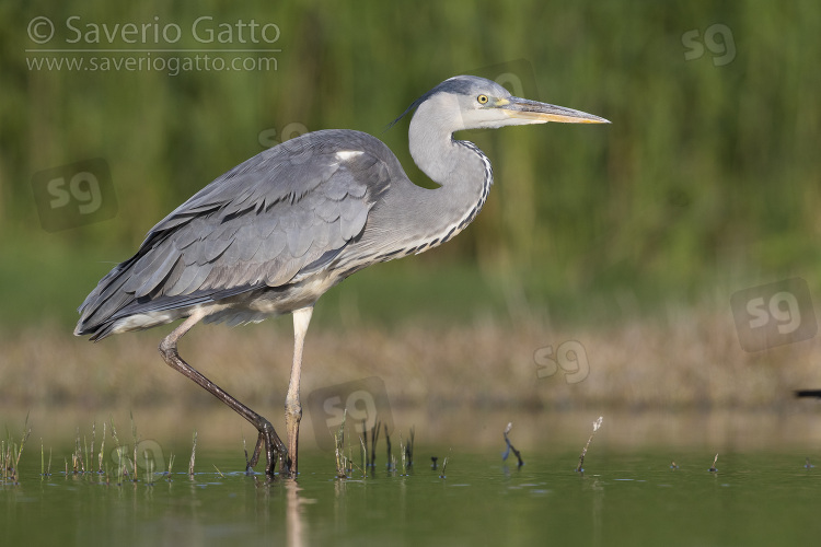 Grey Heron, side view of an immature walking in the water