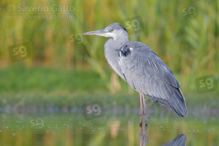 Grey Heron, side view of a juvenile standing in the water