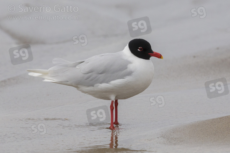 Mediterranean Gull, side view of an adult in breeding plumage standing on the shore