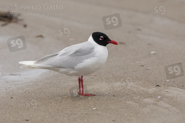 Mediterranean Gull, side view of an adult in breeding plumage standing on the shore