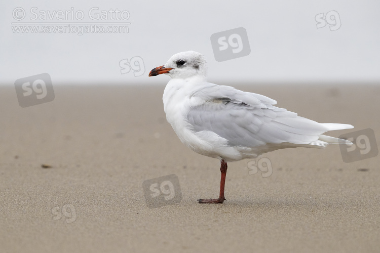 Mediterranean Gull, side view of an adult in winter plumage standing on the shore