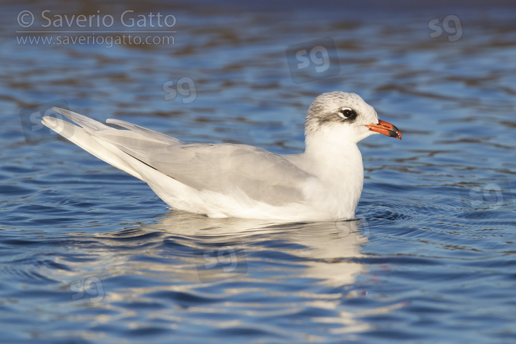 Mediterranean Gull, side view of a 4 cy adult swimming in winter plumage