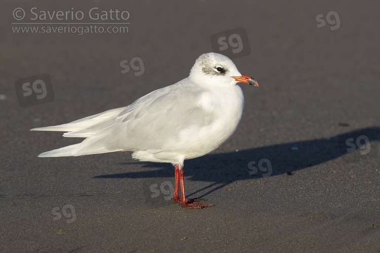 Mediterranean Gull, side view of an adult in winter plumage standing on the shore