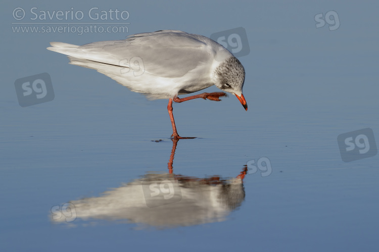 Mediterranean Gull, side view of an adult in winter plumage scratching its head