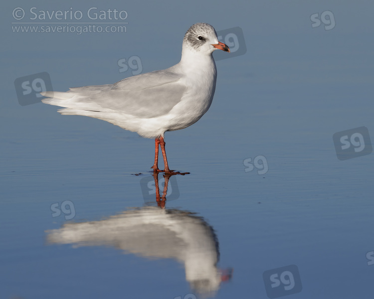 Mediterranean Gull, side view of an adult in winter plumage standing on the shore