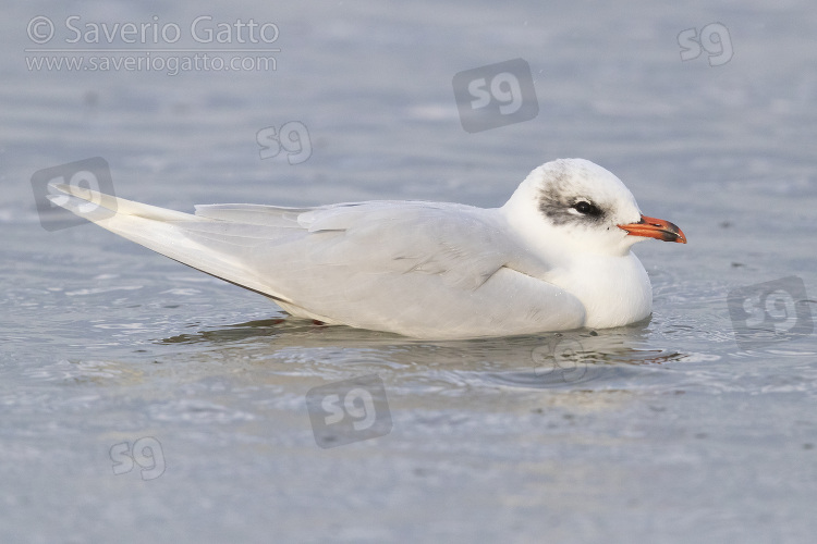 Gabbiano corallino, adulto in abito invernale