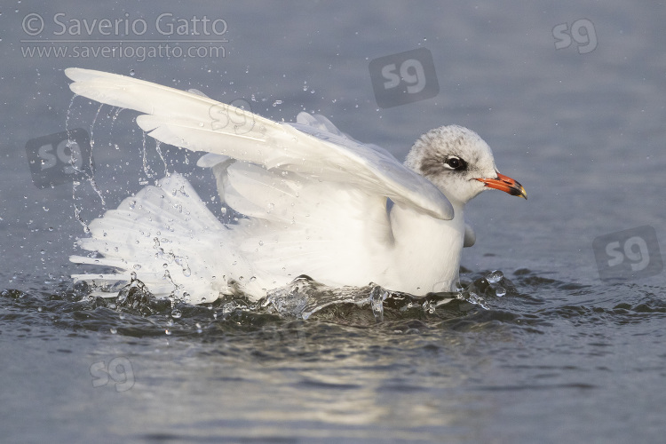 Gabbiano corallino, adulto in abito invernale mentre fa il bagno