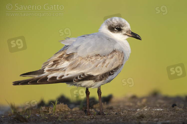 Mediterranean Gull, juvenile standing on the ground