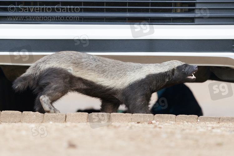 Honey Badger, adult showing its teeth