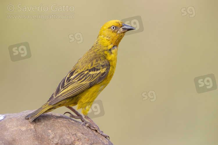 Cape Weaver, side view of an adult male perched on a rock