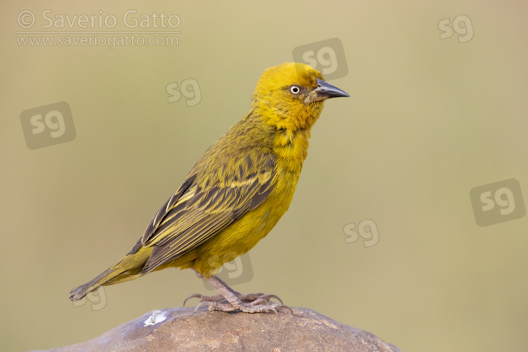 Cape Weaver, side view of an adult male perched on a rock