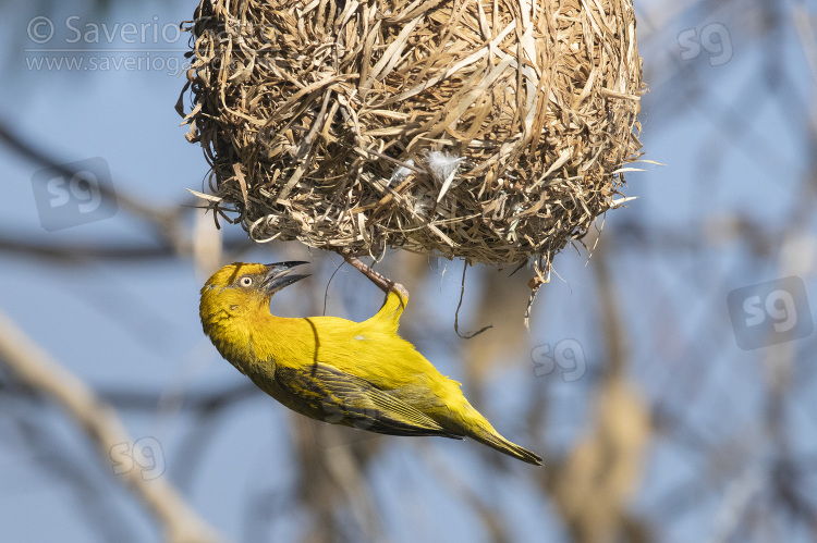 Cape Weaver, adult male at the entrance of the nest